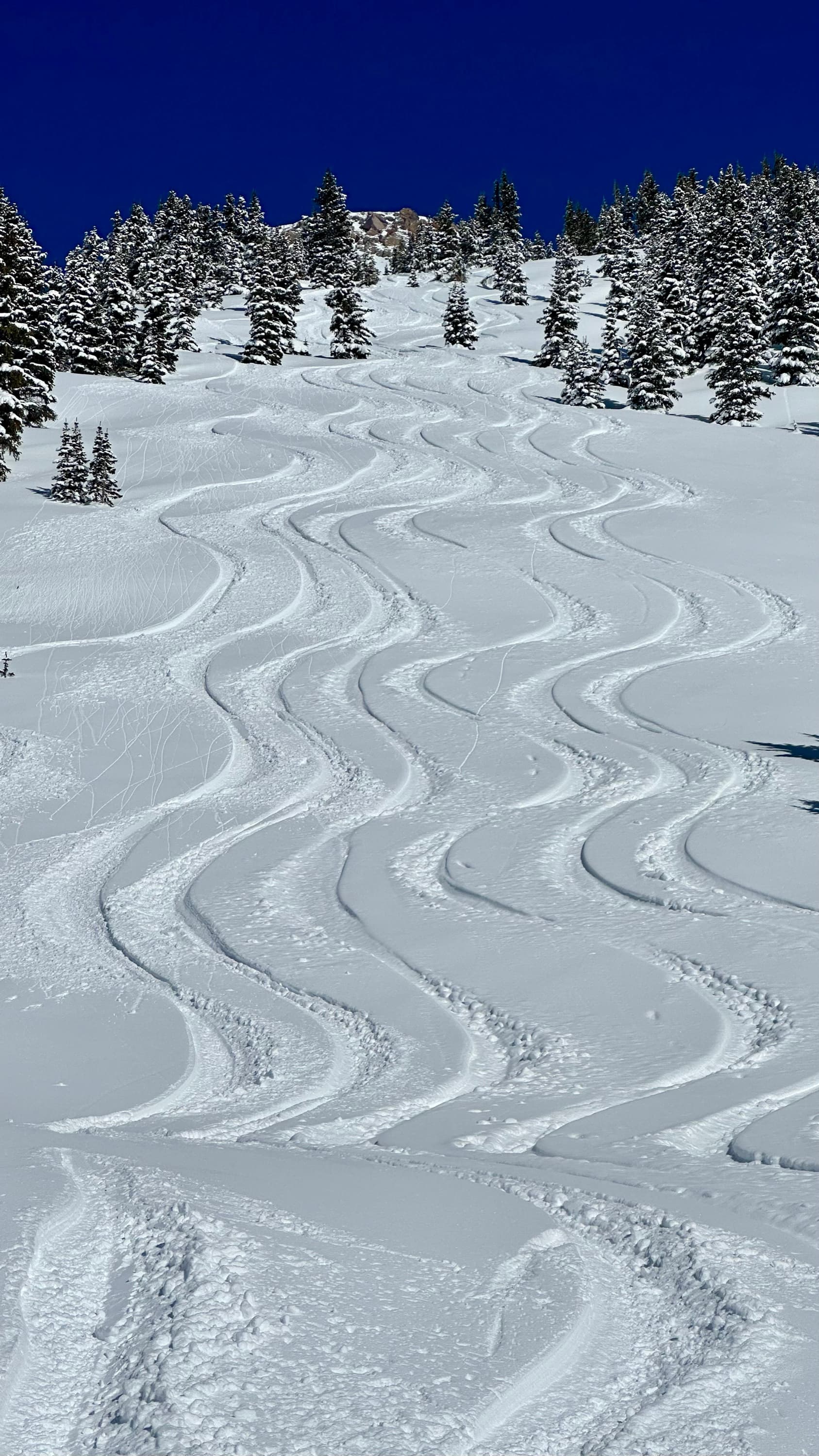 Fresh powder turns below the hut